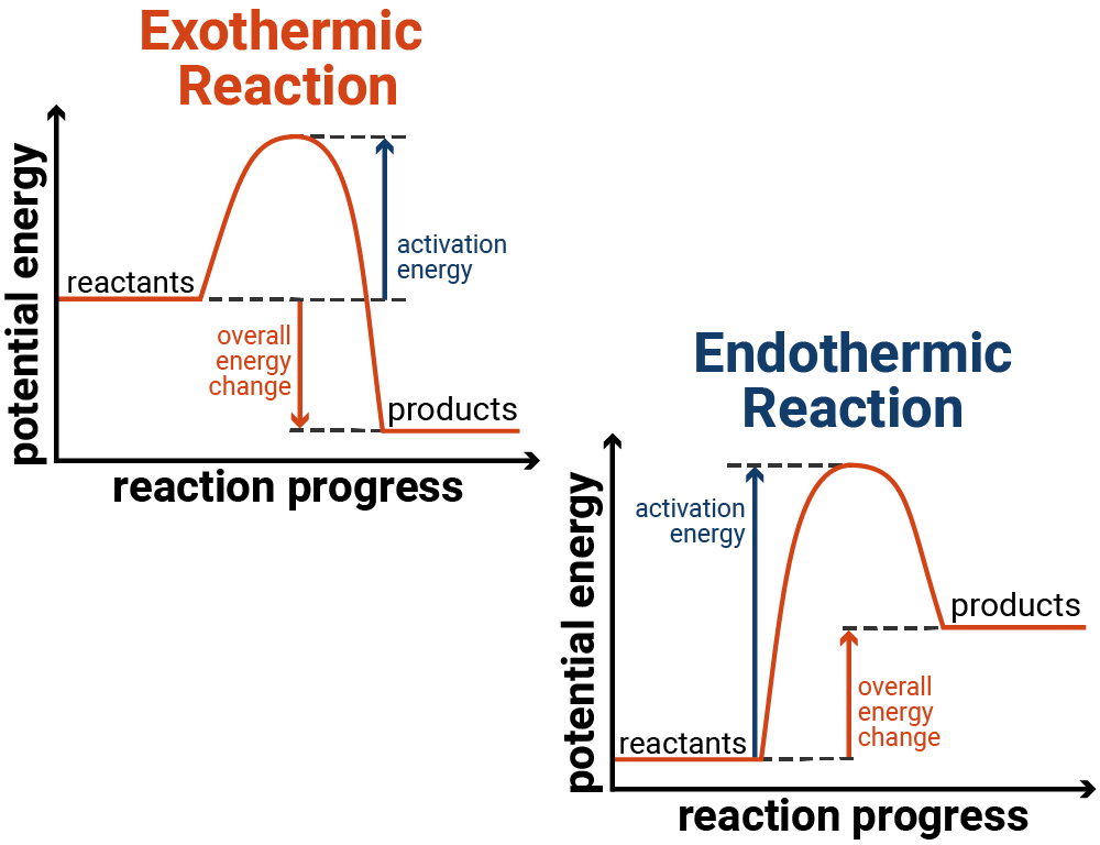 Reaction Profiles of Exothermic and Endothermic Reactions